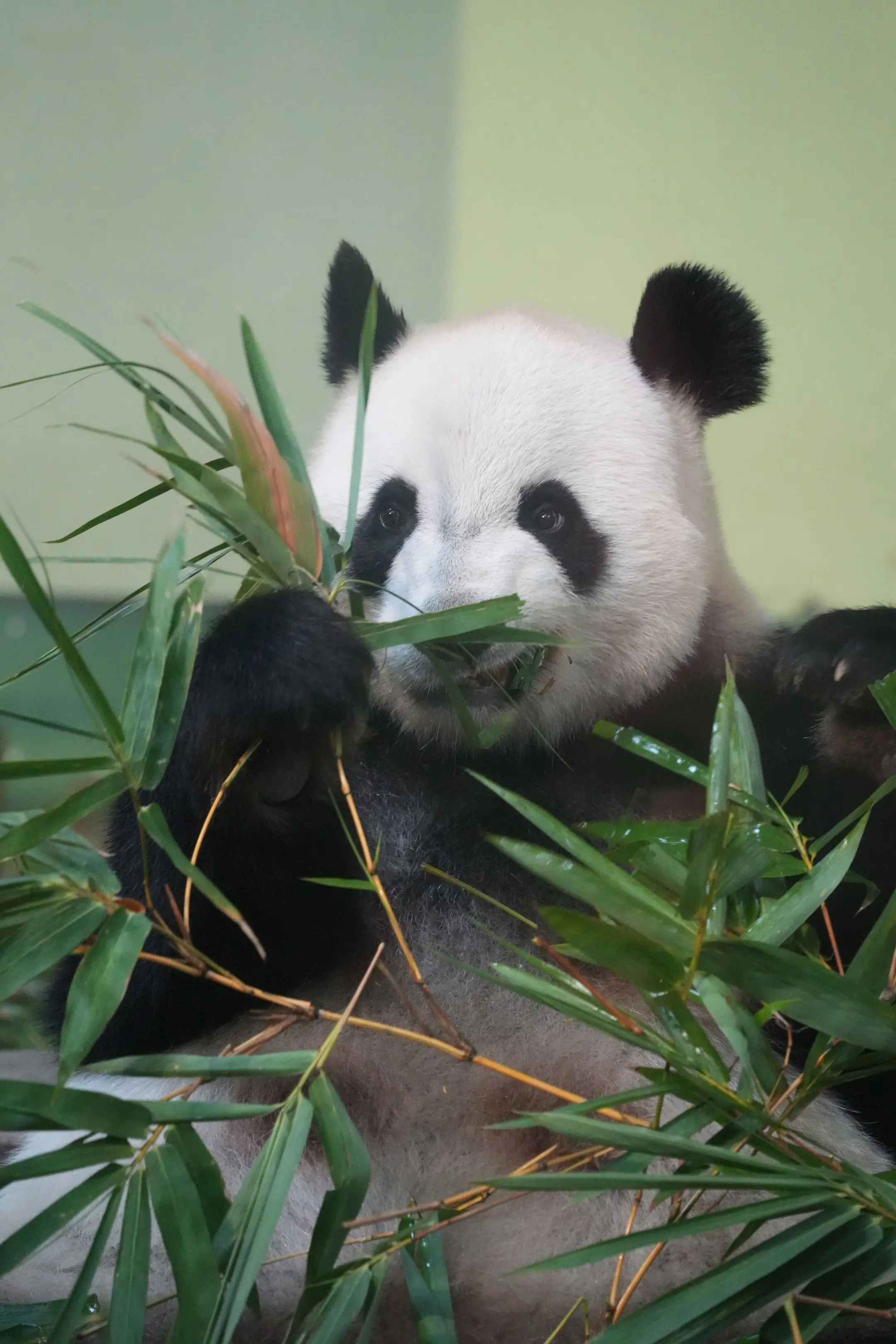 萌萌：果然，就算黑照，我也好看得很。