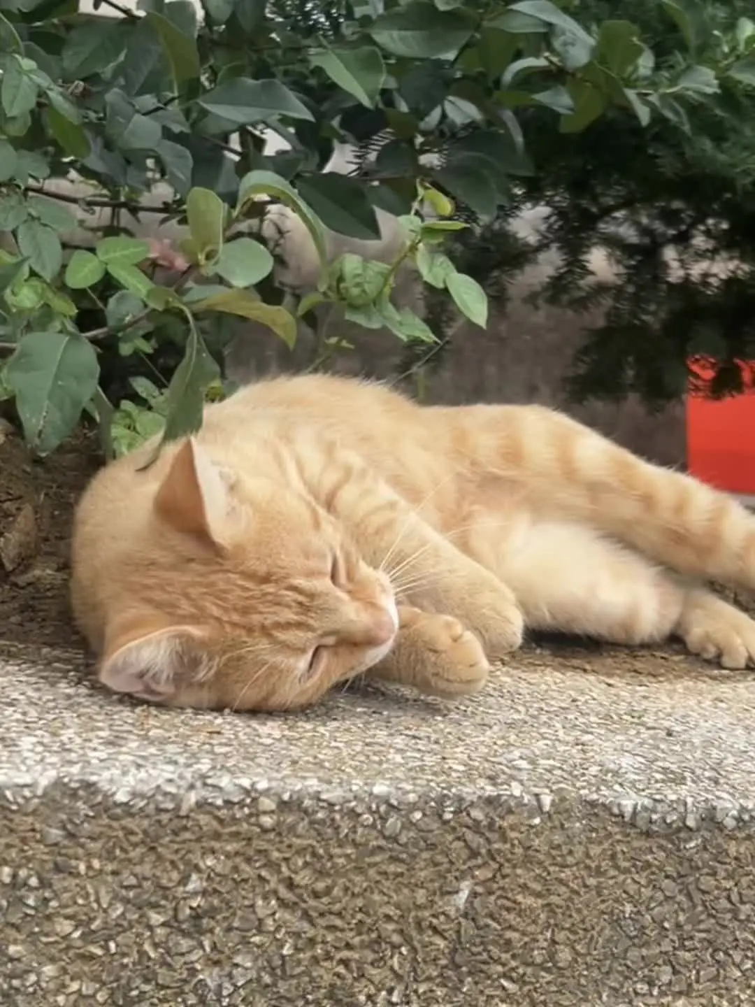 你不知道你有多可爱 橘猫 大橘为重 萌宠的夏日躺平大赛    懒猫