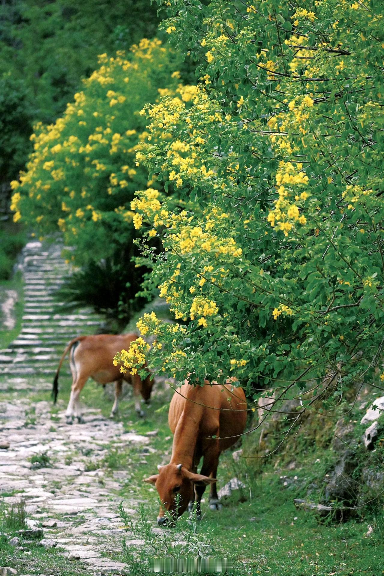 【秋游福州—降虎村】

在降虎村的山林诗画里沉醉，感受田园风光的美好治愈。Via