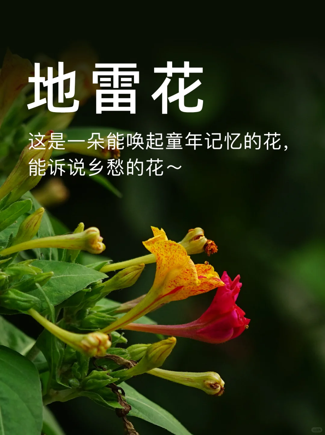 地雷花：这是一朵能唤起童年记忆的花