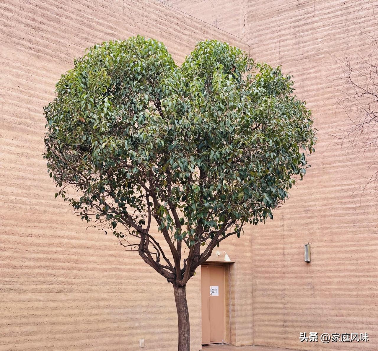 在“只有河南”戏剧幻城里，发现了这样一棵心❤️型树。
整个剧场里随处可见的用心打