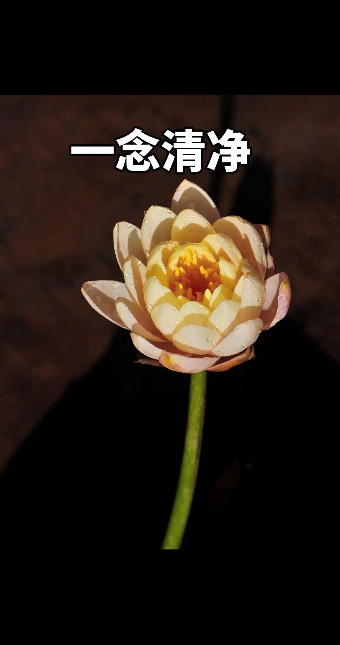 用镜头捕捉夏日荷花之美。治愈系赏花听歌 ～最好的时光在路上，最好的心情是此刻。闭