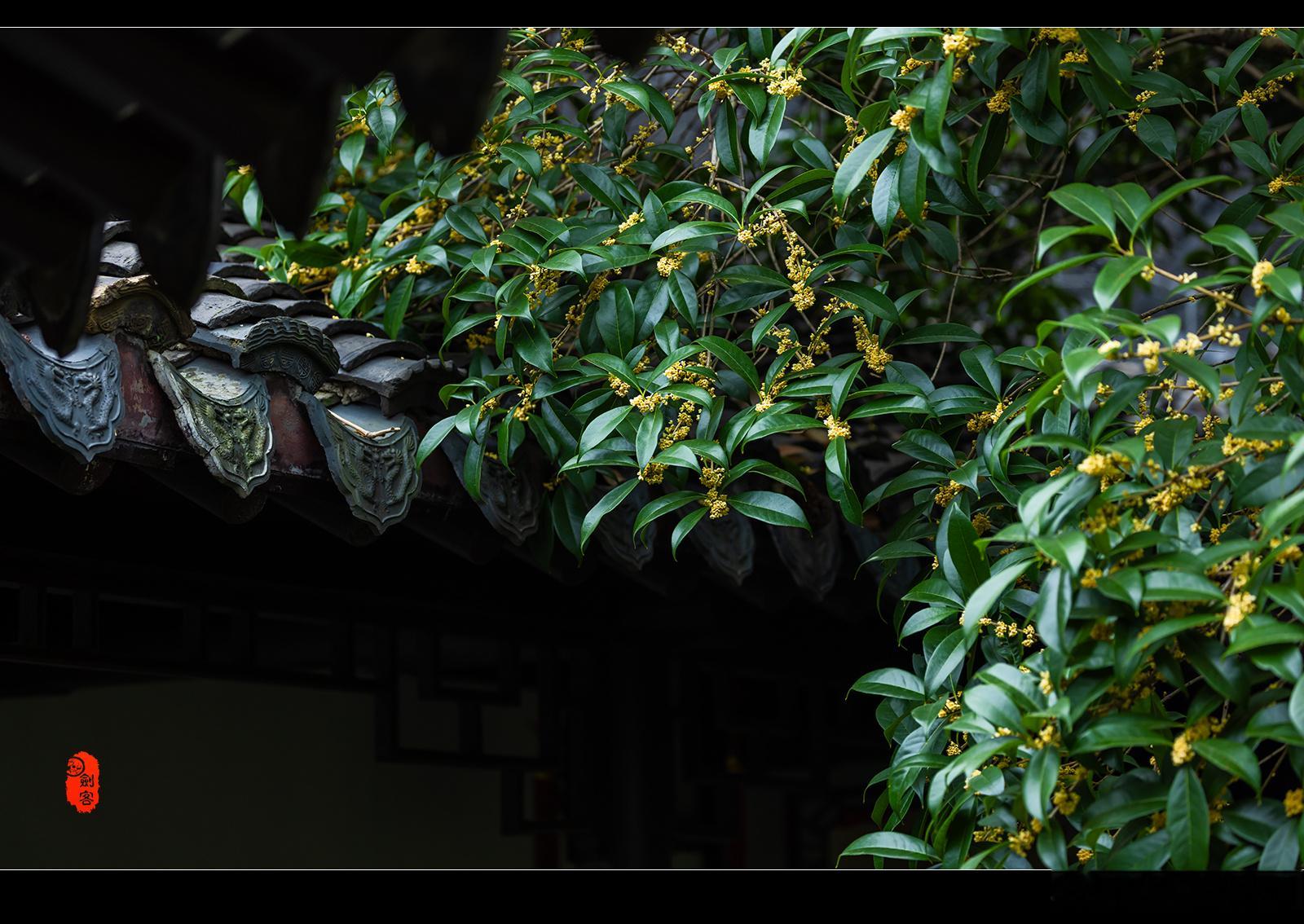 极美南京，初秋·瞻园  又闻园林桂花香 南京读城记你会反复爱上南京我跟南京合个影