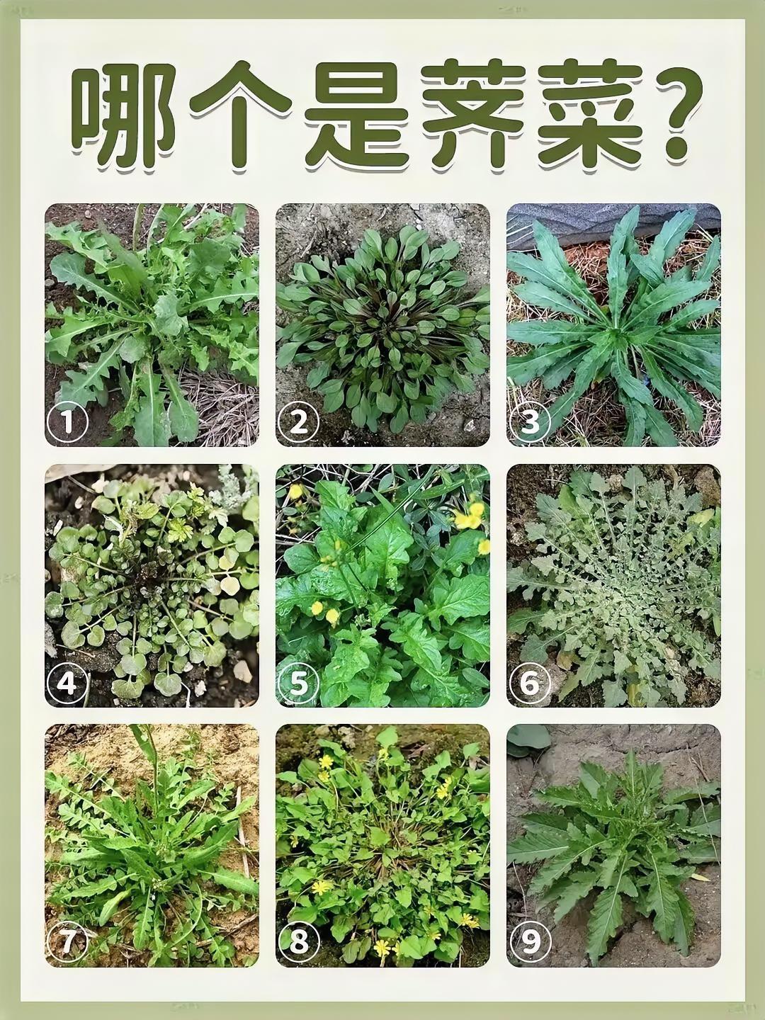 又到了挖荠菜的季节，但是很多人不认识荠菜，有人说荠菜有独自的气味，拔起来闻一下就