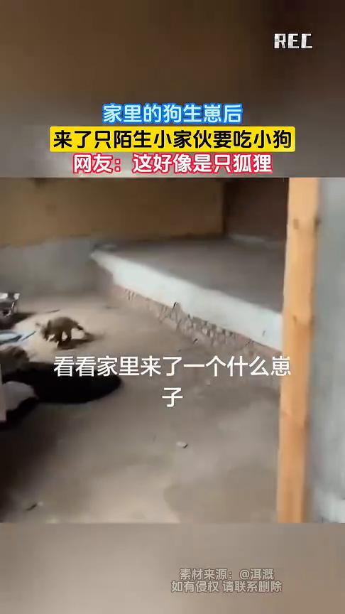 家里的狗生崽后来了只陌生小家伙要吃小狗。网友：这好像是只狐狸。
看看家里来了一个