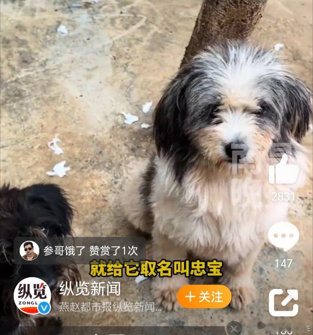 #主人去世狗狗在主人墓前守护2年##捕杀流浪狗#  人间自有真情在，爱狗人快“爱