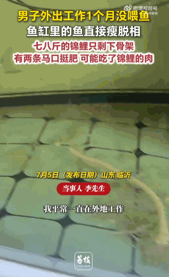 无妄之灾！山东临沂，一位男子出差一个月回家，赫然发现自家鱼缸里，一条养了多年的七