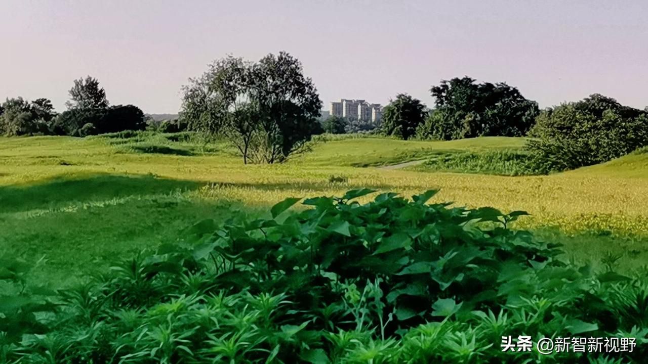 城市绿洲，静享自然之美