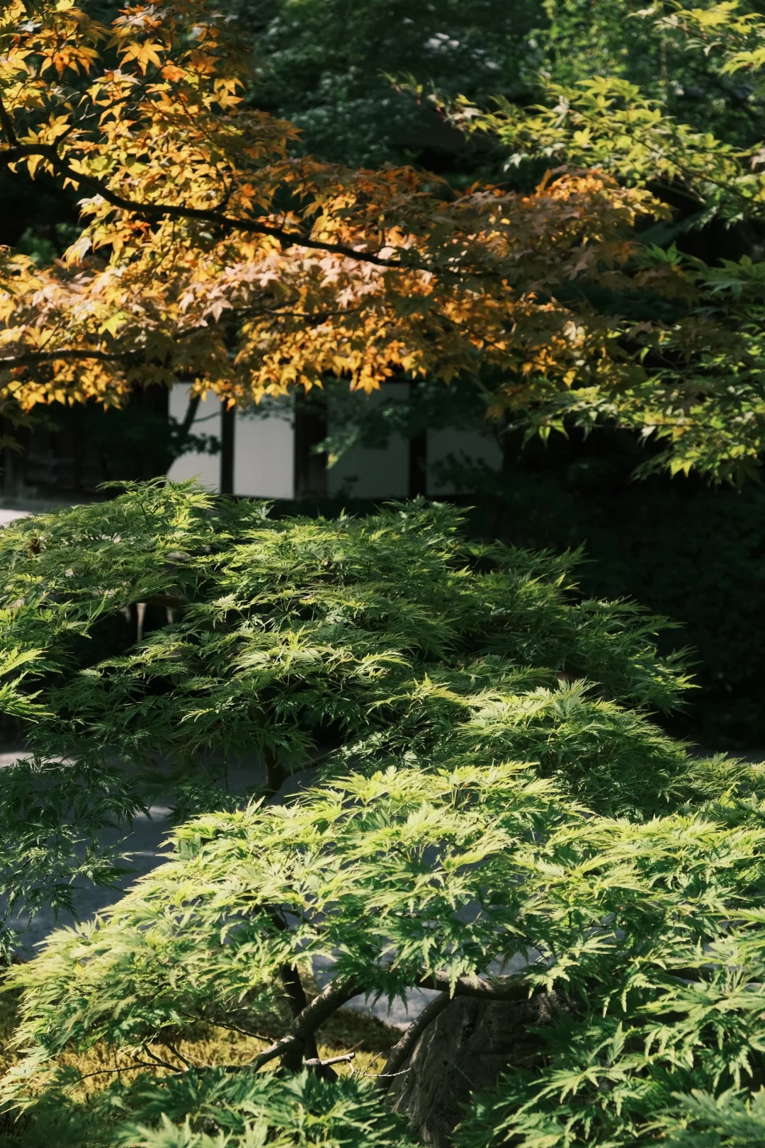 京都｜没有游客的南禅寺真的好美