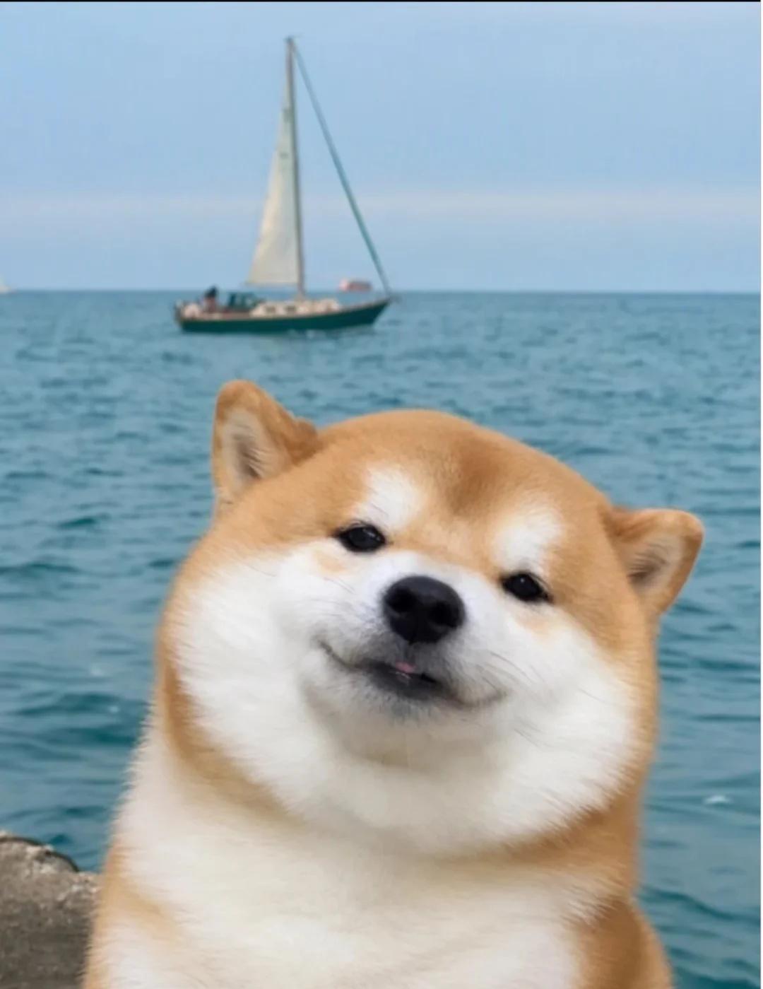 人，我今天去看海啦🌊
狗狗日常 苍南灵溪爱染发女托尼一心 显白发色 发色分享