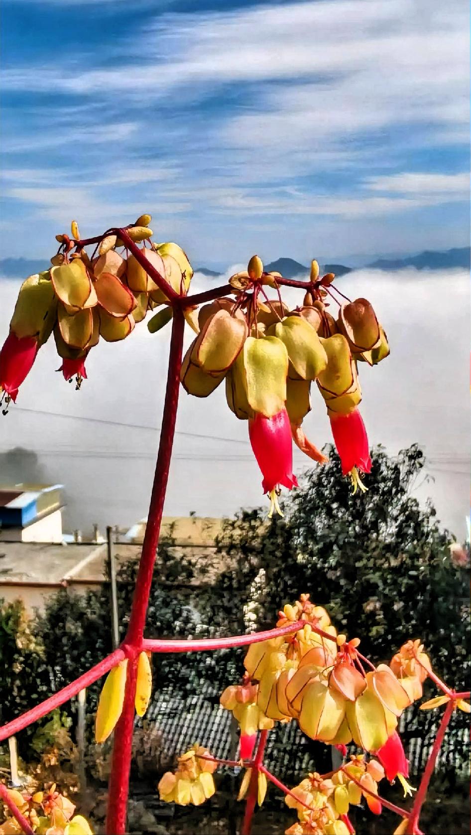 云海之上，花枝招展，美不胜收！你瞧那花瓣
粉嫩且透着娇羞
似被云海仙气晕染过
微