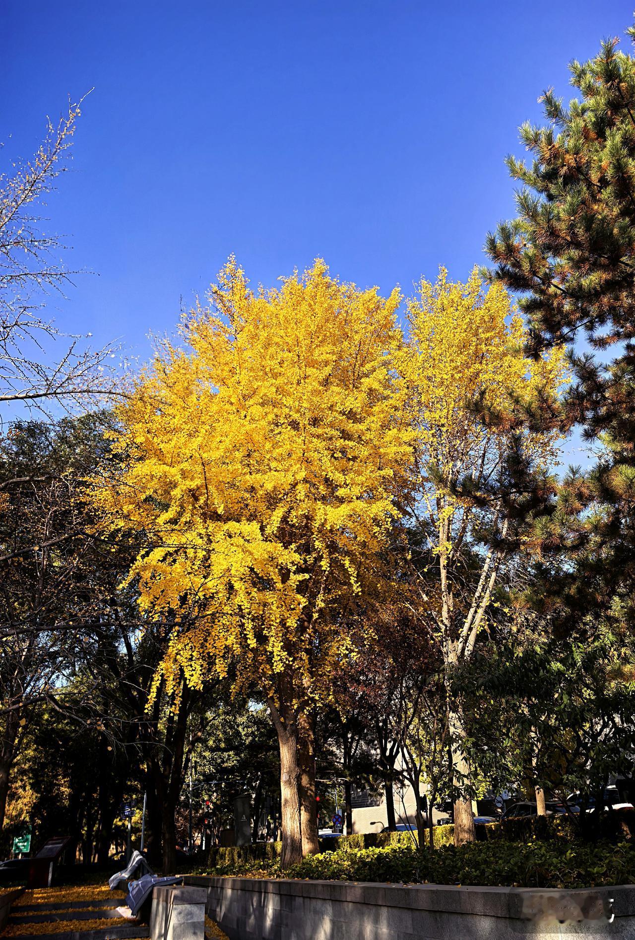 2025-11-9 秋到皇城根lj