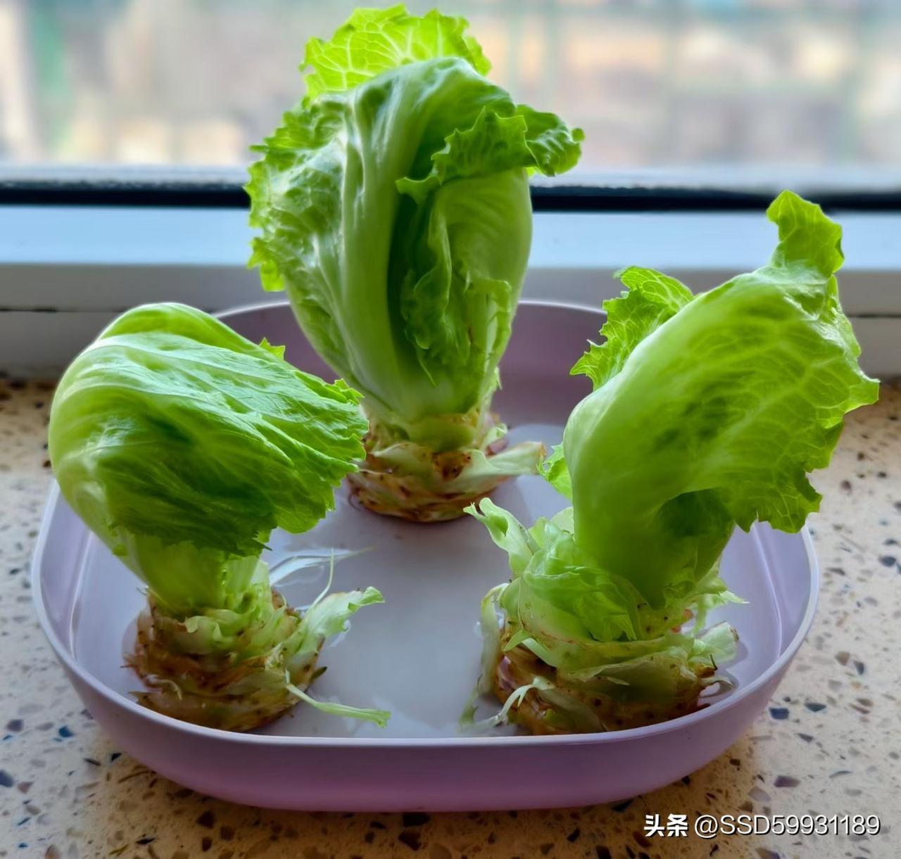 今天的图片不一样的感觉，你家有没有？可以拿出来pk一下吗？好的[捂脸]