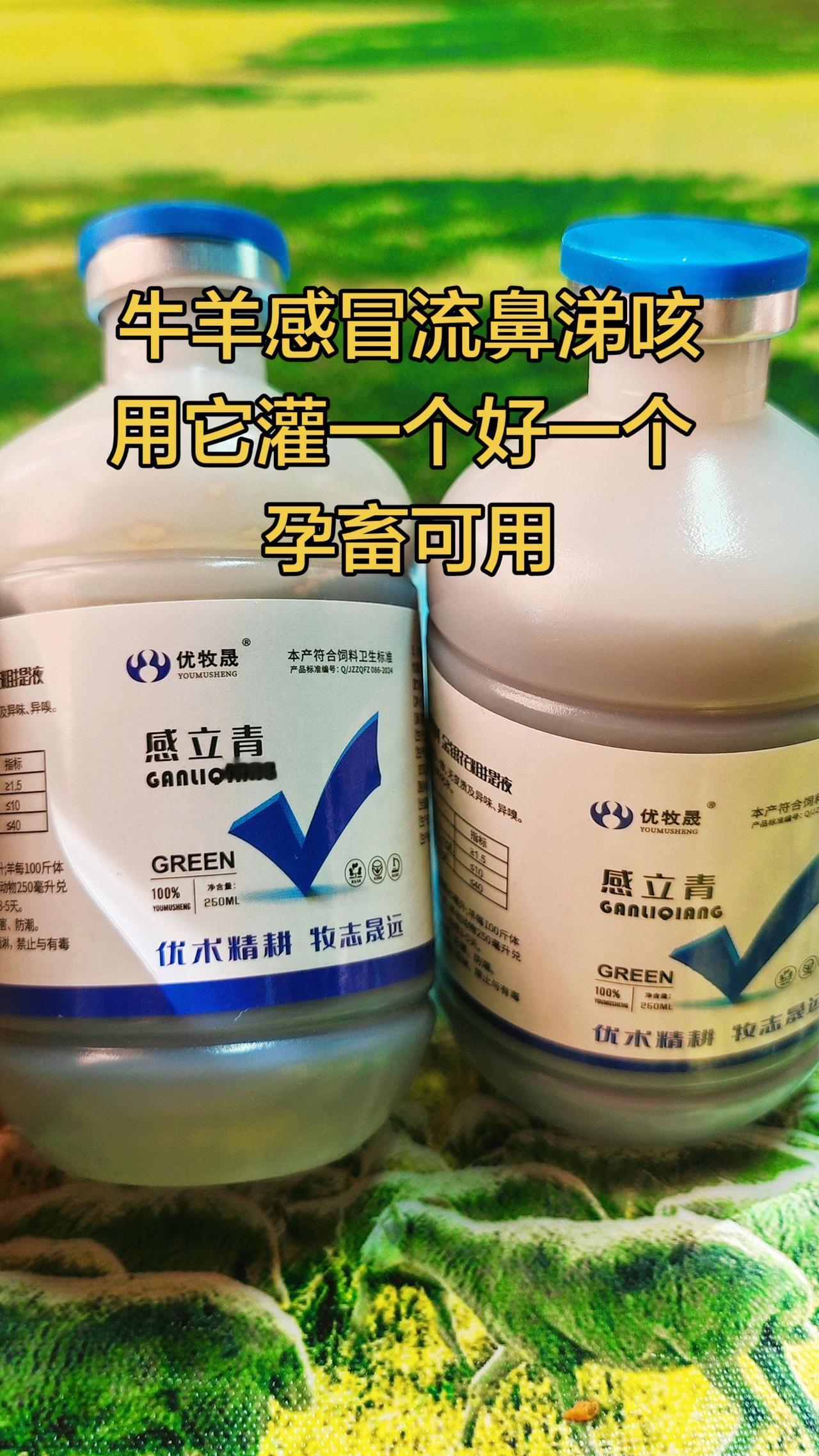 养羊人 农村养羊 牛羊感冒流鼻涕 牛羊养殖