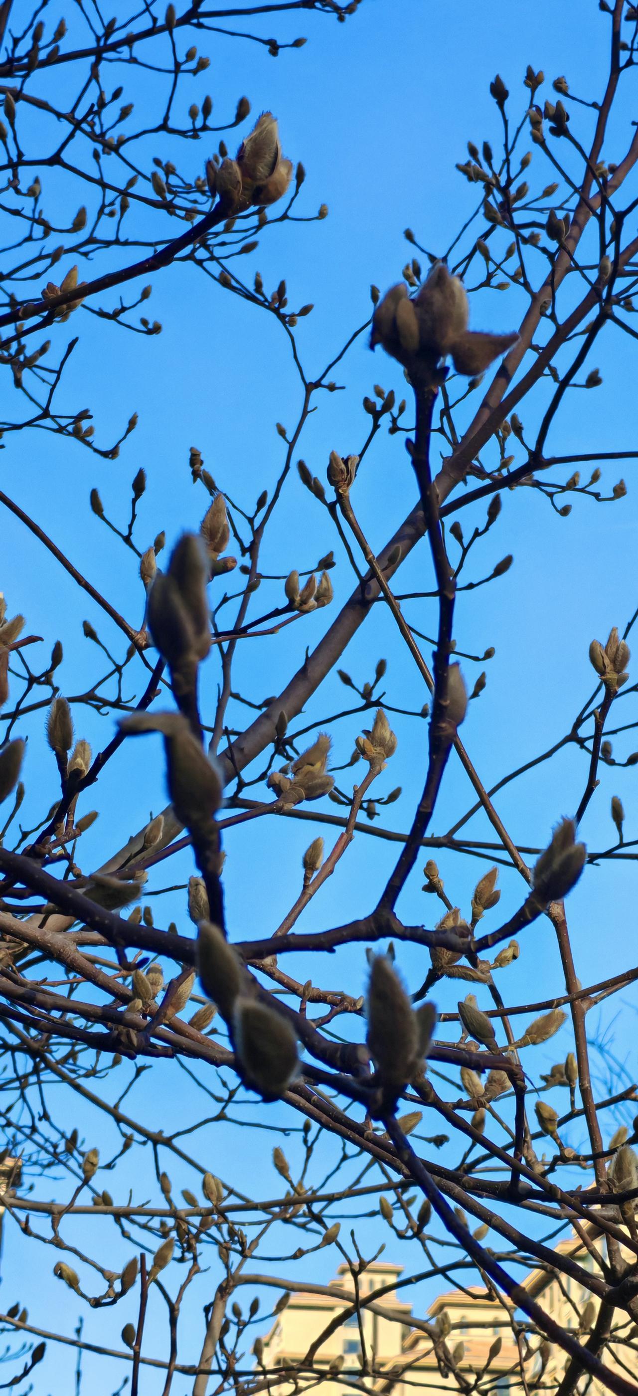春天就要来了。
      树上的枝桠开始发芽了，春天真要来了。