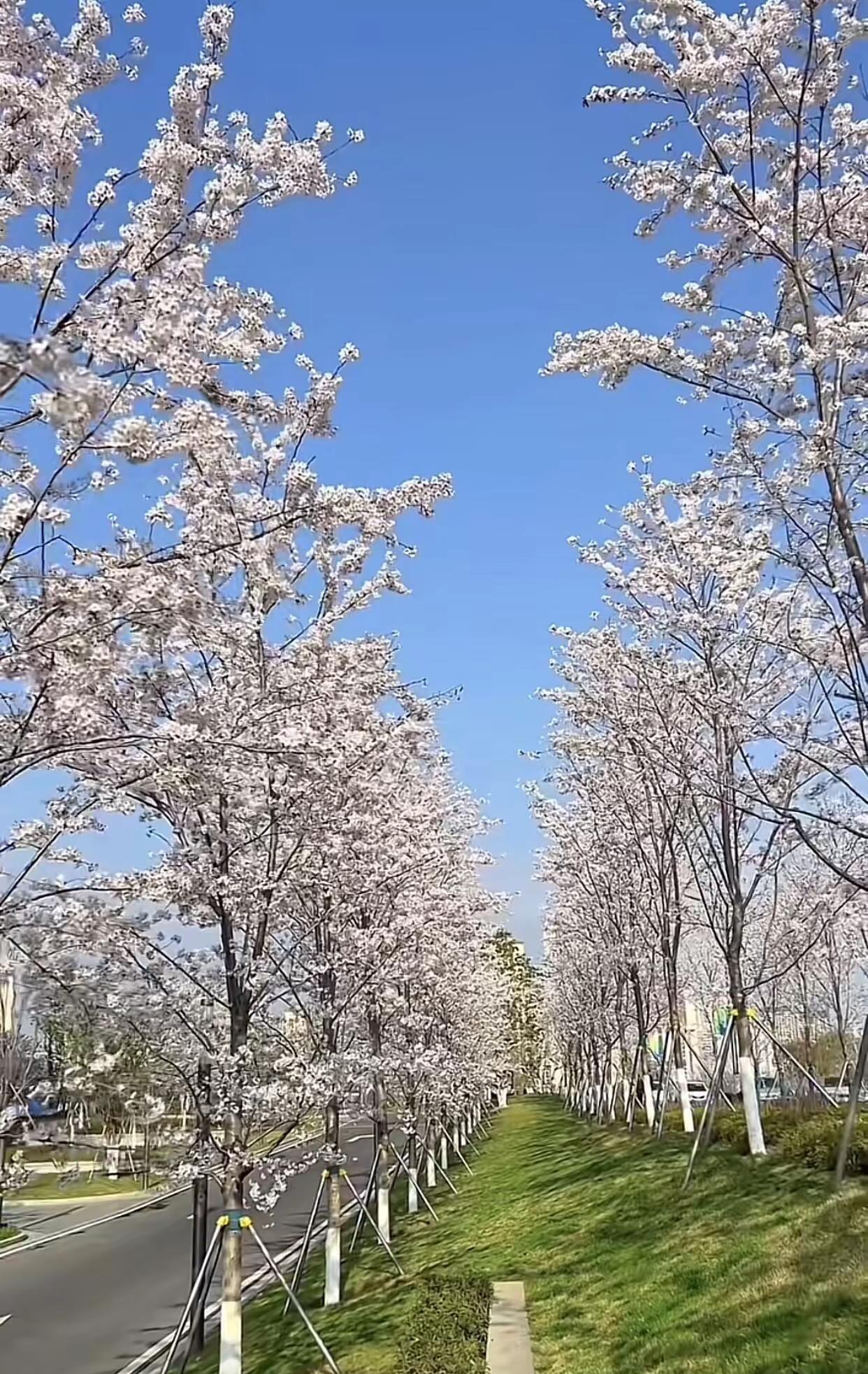 前几天穿短袖，今天羽绒服。春姑娘啊，对得起你这温柔的名字吗？