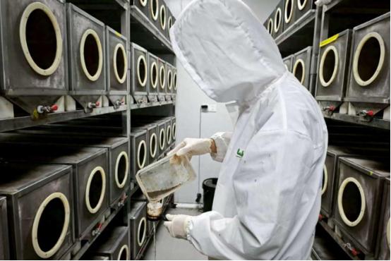 中国竟然建了座全球最大的“蚊子工厂”！
不光用羊血当大餐喂蚊子，每月还往城里放3