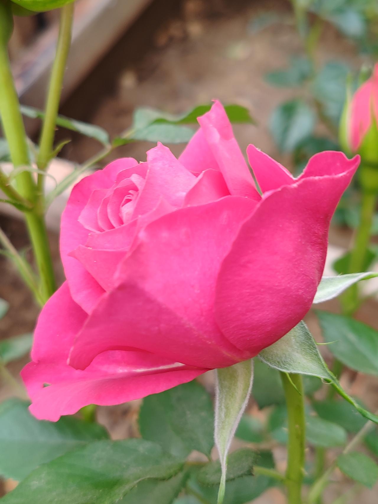 晒图笔记大赛小区里的月季。