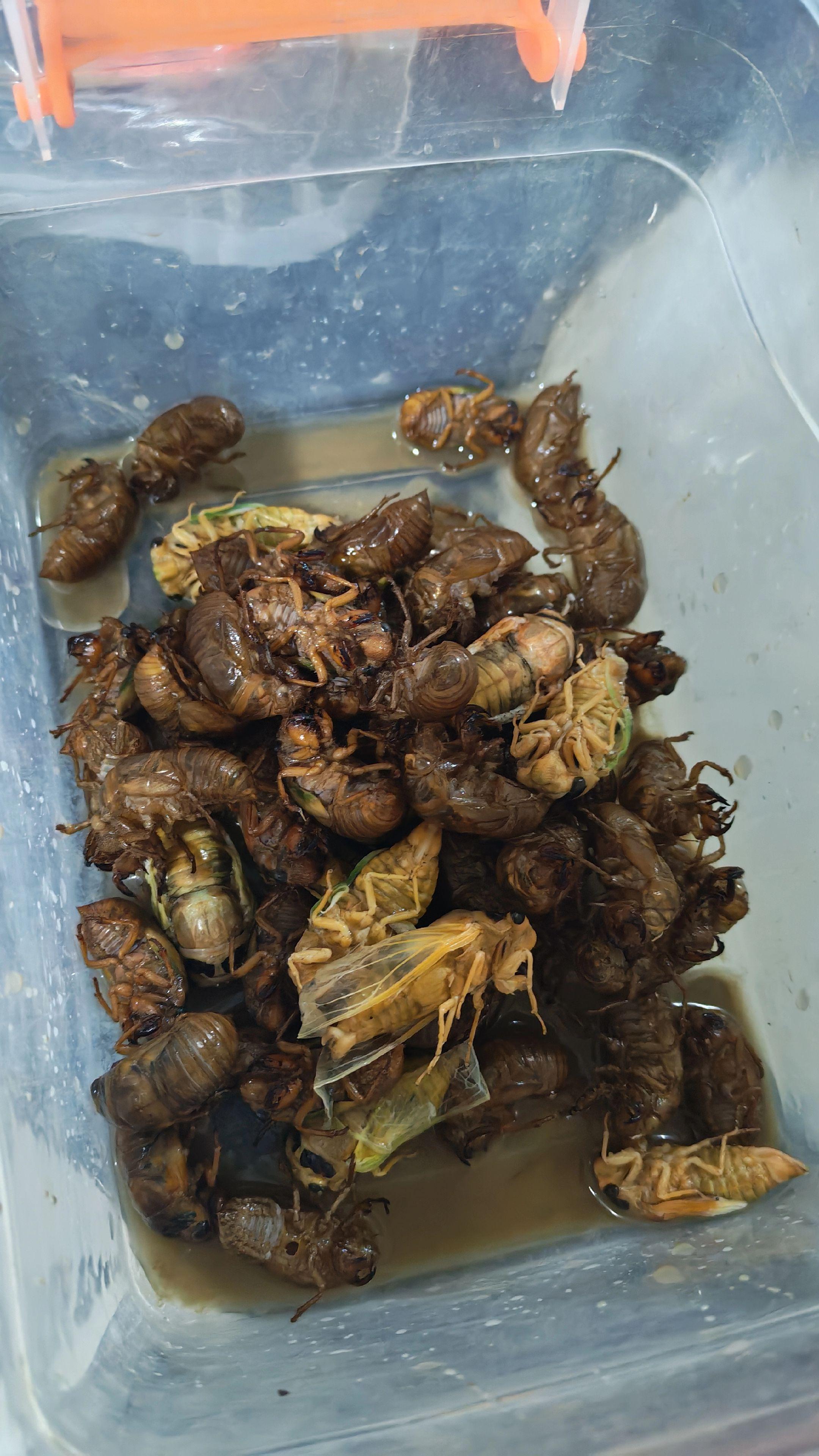这玩意有收的吗，纯野生