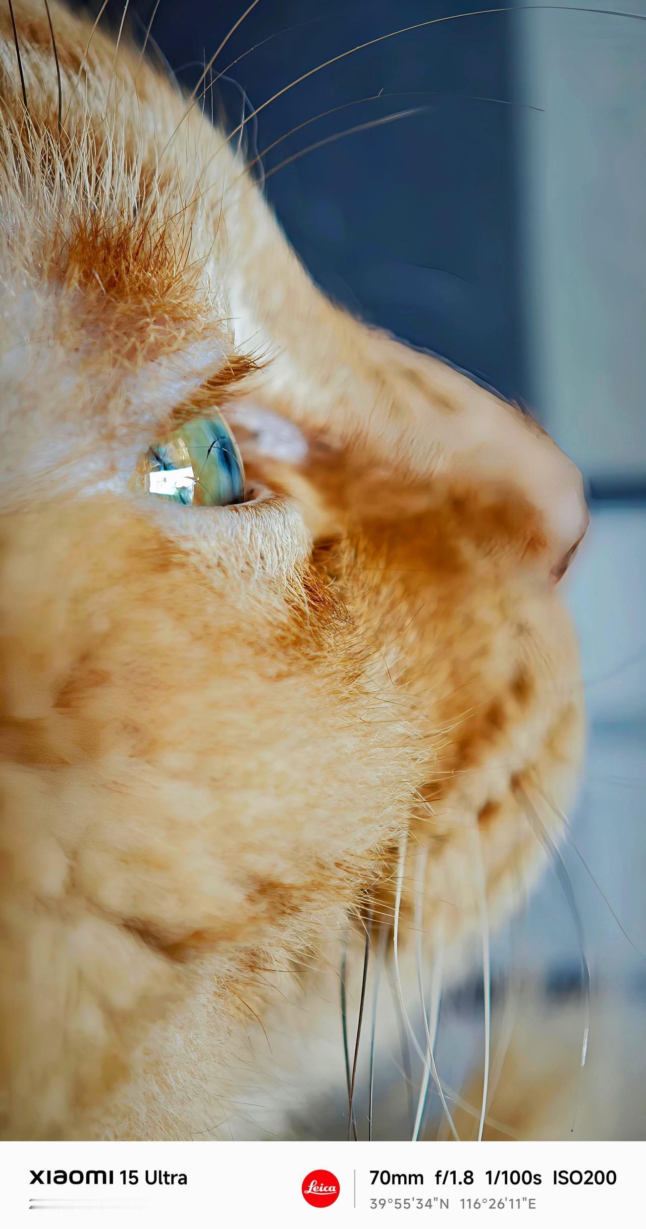 看看你家猫猫的睫毛！宠物特写摄影.猫咪特写 猫眼凝视 猫咪眼睛里有光 看看你镜头