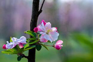 出句：山唇一抹胭脂色（雪浪）