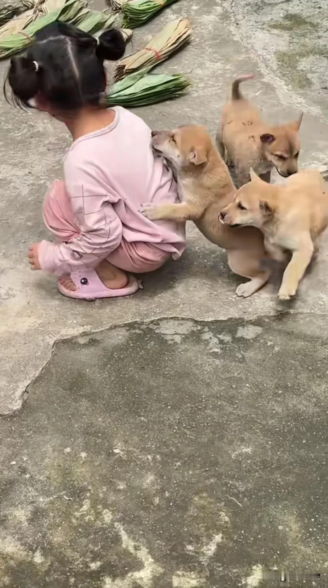 几只小奶狗和小主人女童玩甩其乐无穷，充满小院的欢乐。中华田园犬