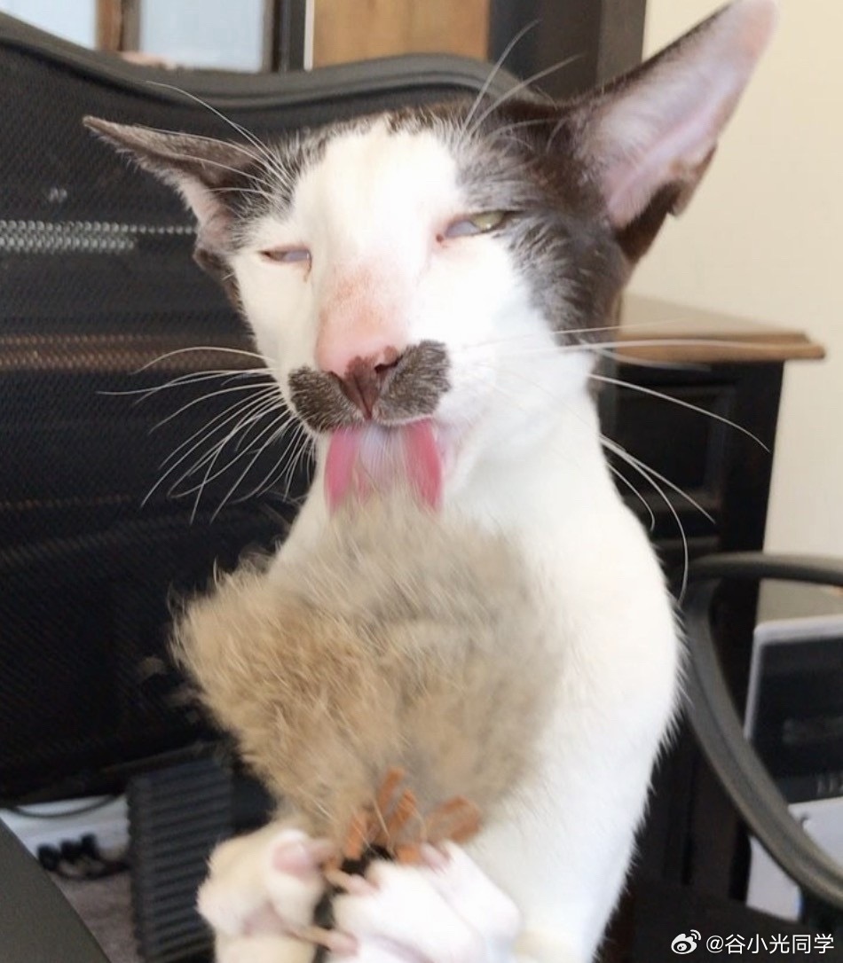 小猫不洗头为什么脑袋不臭一天起码三遍干洗的生物，身上都没有味道，闻起来只有像刚被