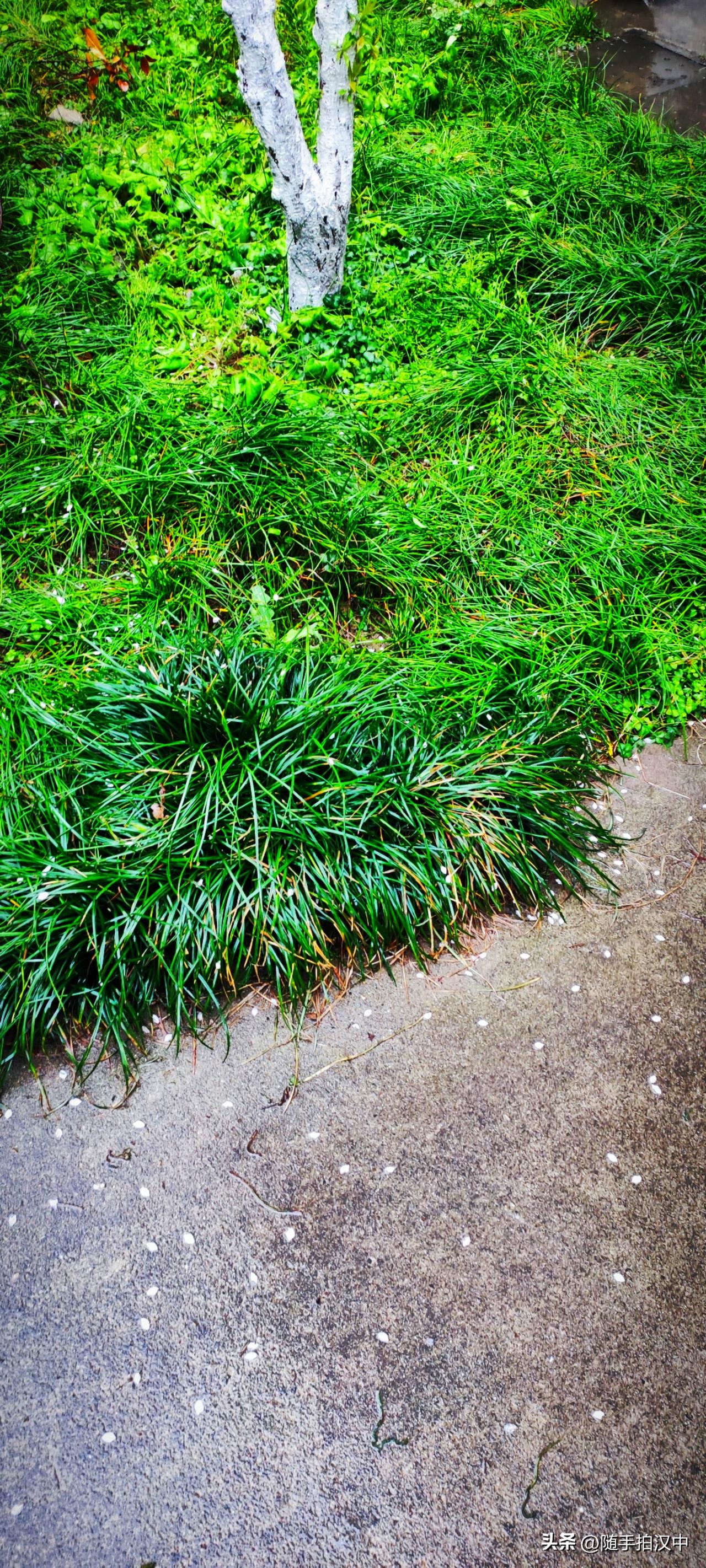 天南地北大拜年下了一夜雨，门前那棵开花的树已经发了新芽。落花点缀着水泥地，春天就