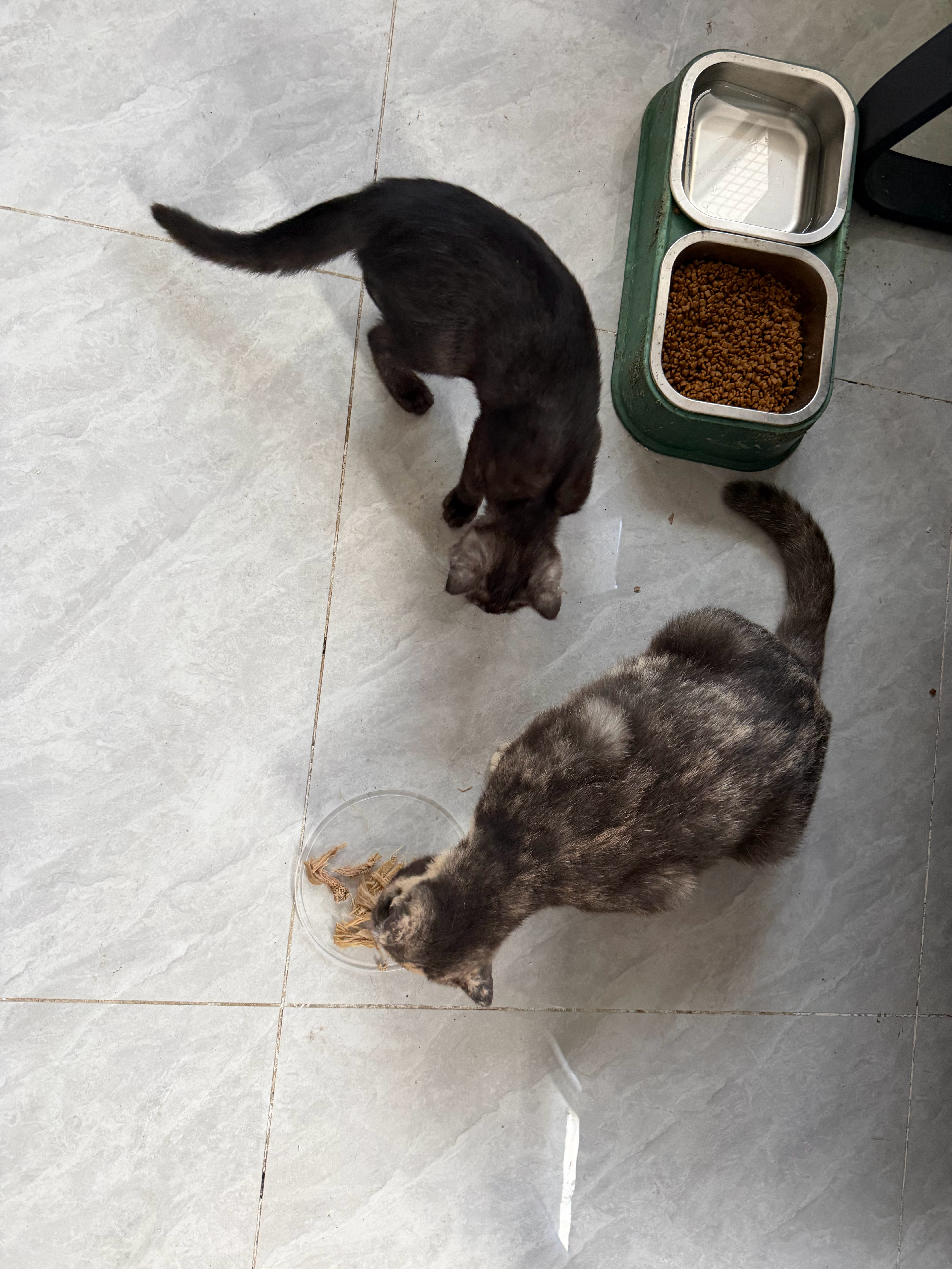 小猫咪没吃过鸭肉所以只顾着吃猫粮，当发现鸭肉比猫粮更好吃时已经来不及了。 ​​​