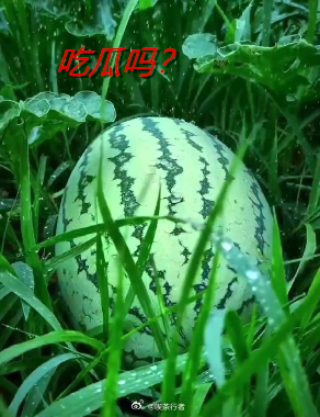 周杰伦 私生子 这瓜保熟吗？让子弹再飞一会吧，边走边看。 