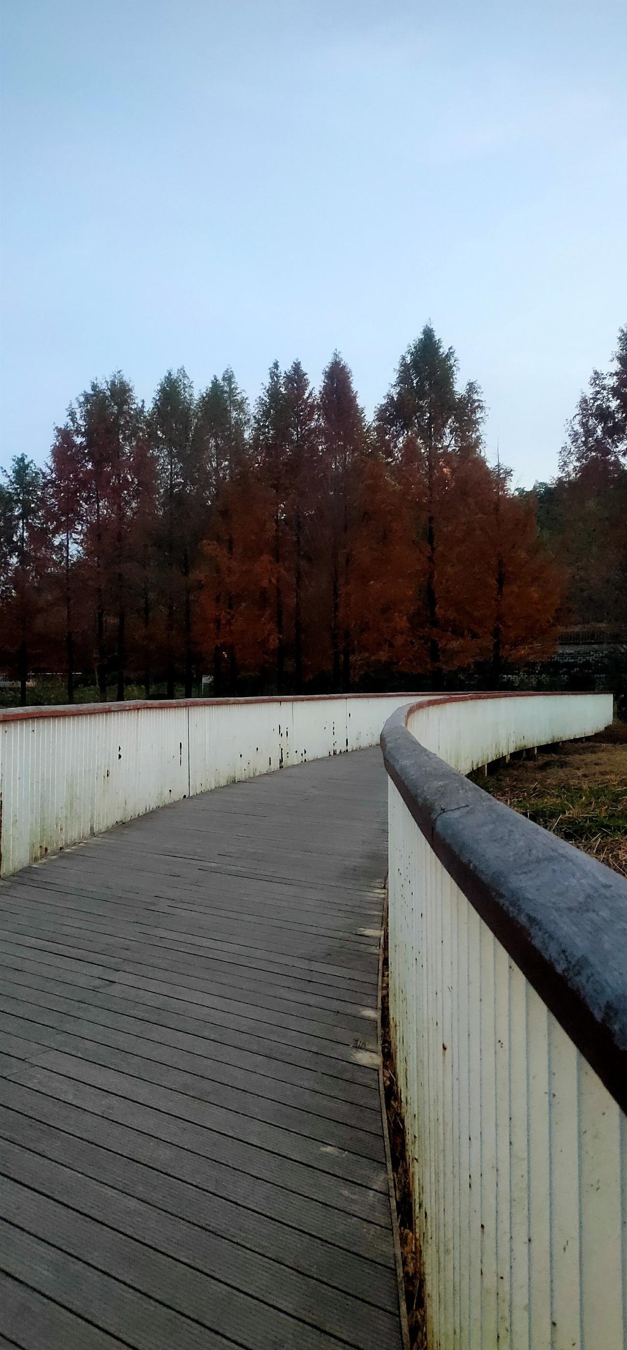 会拍的快去，秋天的水杉树很美
📍西安 何家营(地铁站)