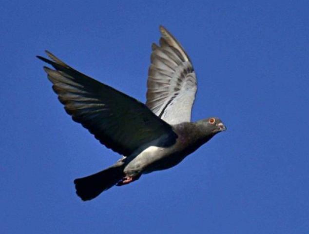 罗布泊一次核试验中，我国放飞50只军鸽，结果只回来45只，没人料到，那失踪的5只