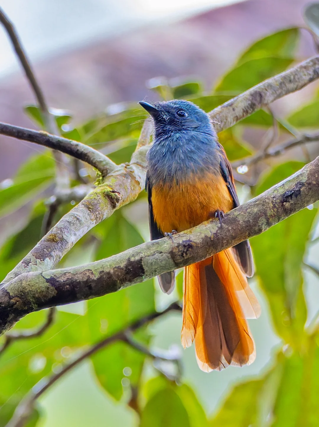 难得看见这么鲜艳的扇尾鹟