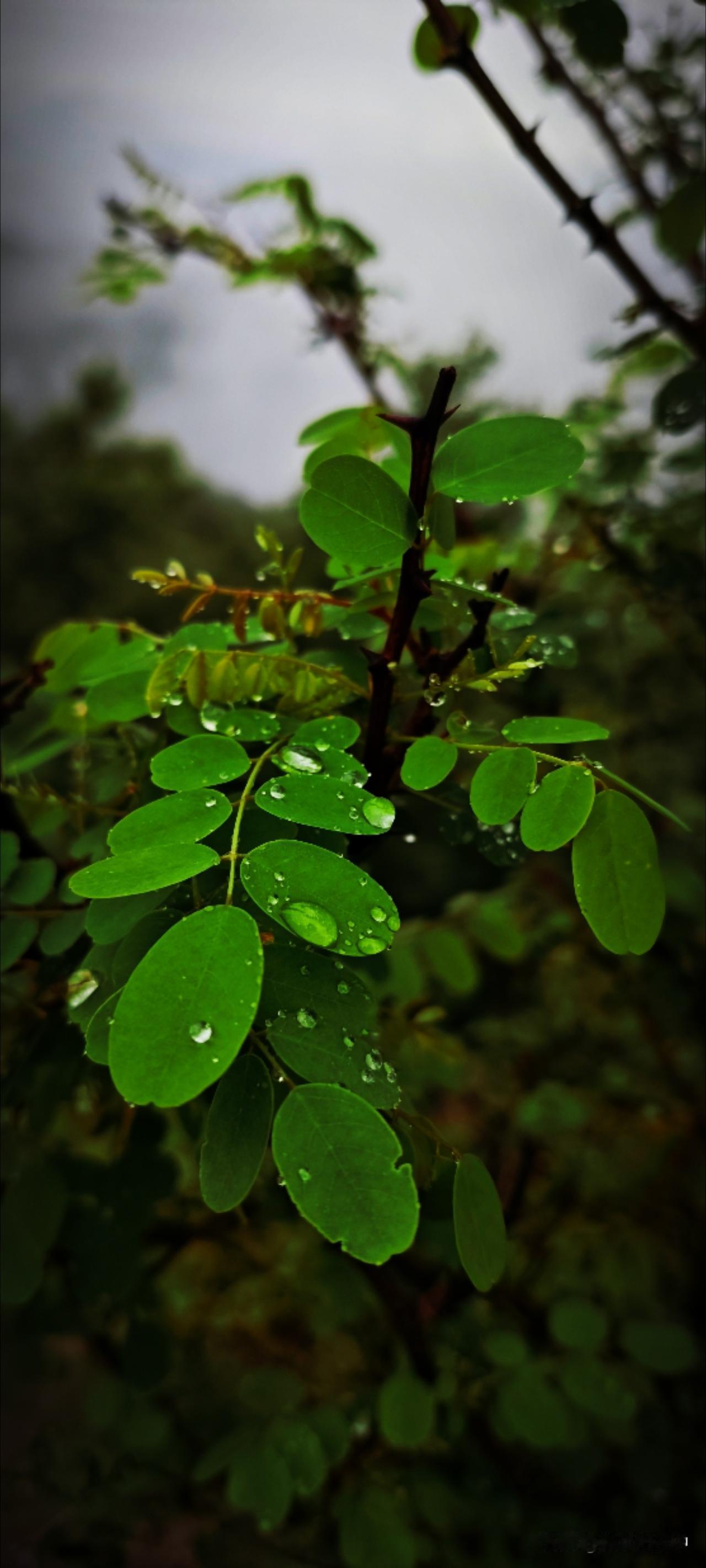 偏爱雨天。落雨会限制出行，便少了些选择，容易静心做一件事。友人约着去看雨，实在合