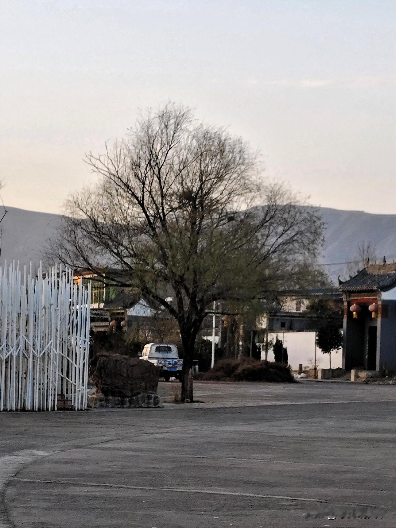薄暮时分，村口的老柳树还未披满新绿，枝桠疏疏地伸向浅灰色的天空，几缕嫩黄的柳芽怯