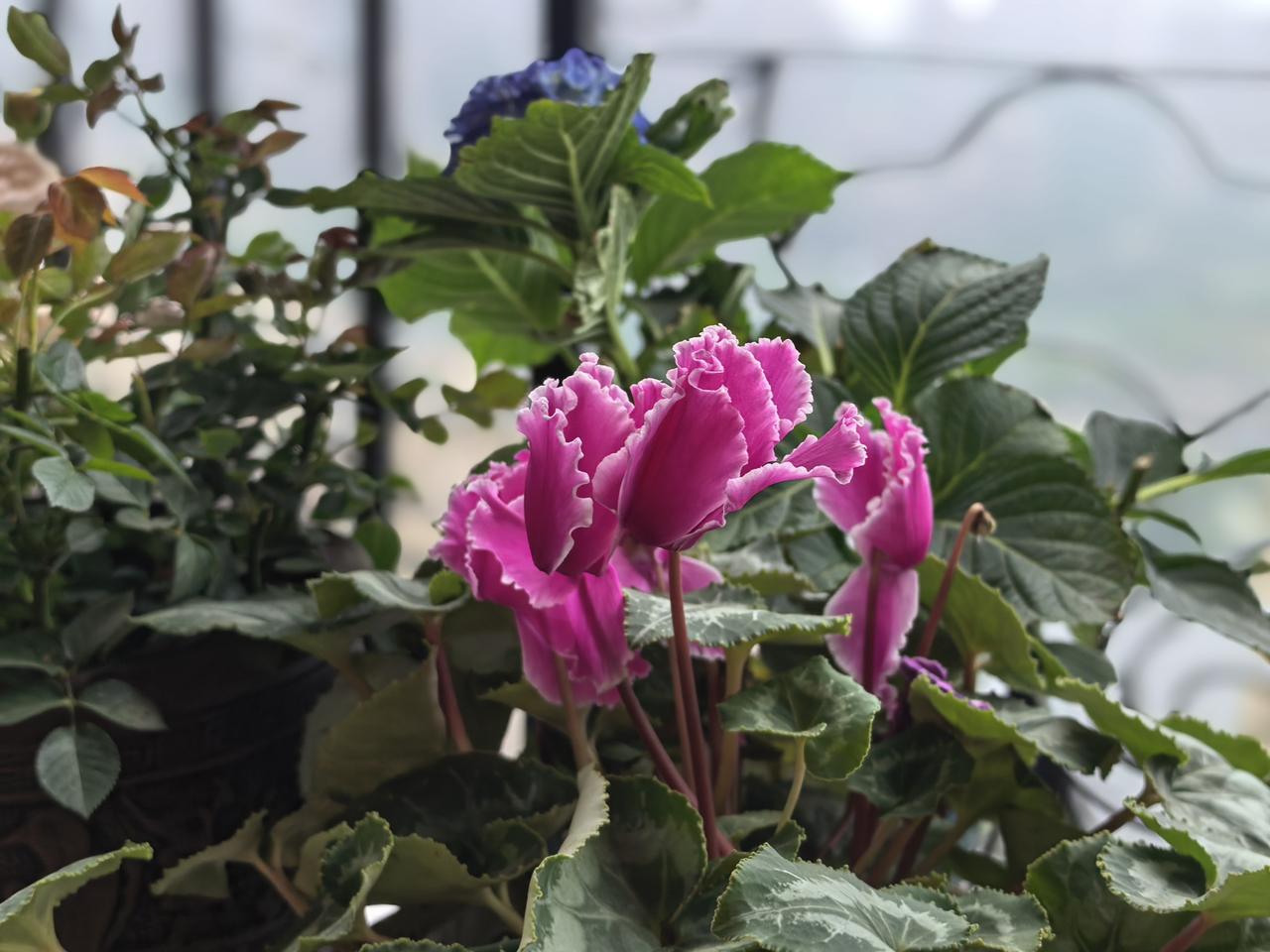 我素来极爱花，又恰逢春日正好，阳台之上，已是一派热闹繁华。

三角梅悄悄蓄势，枝