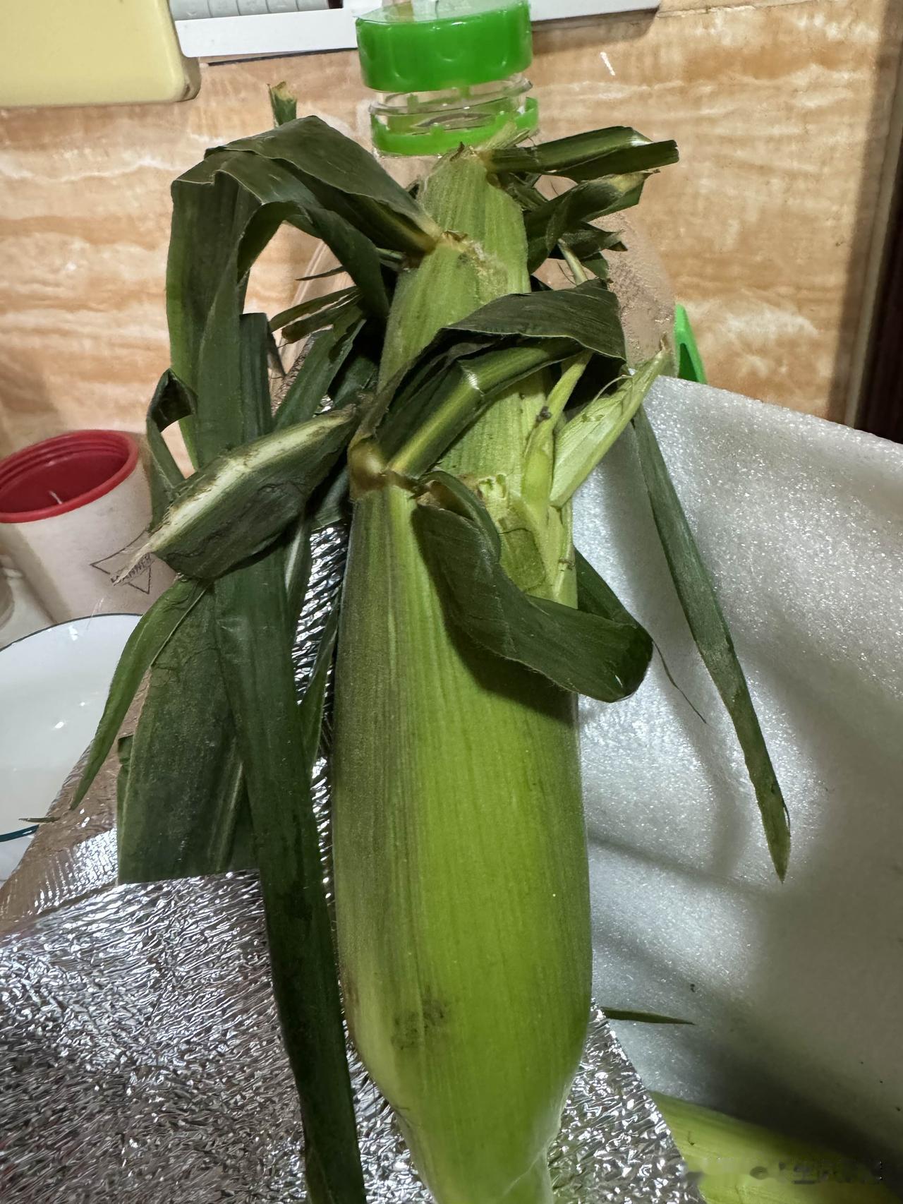今天早上煮的玉米🌽。
玉米是在网上买的，昨天收到的时候里面的冰块还没有化，从箱