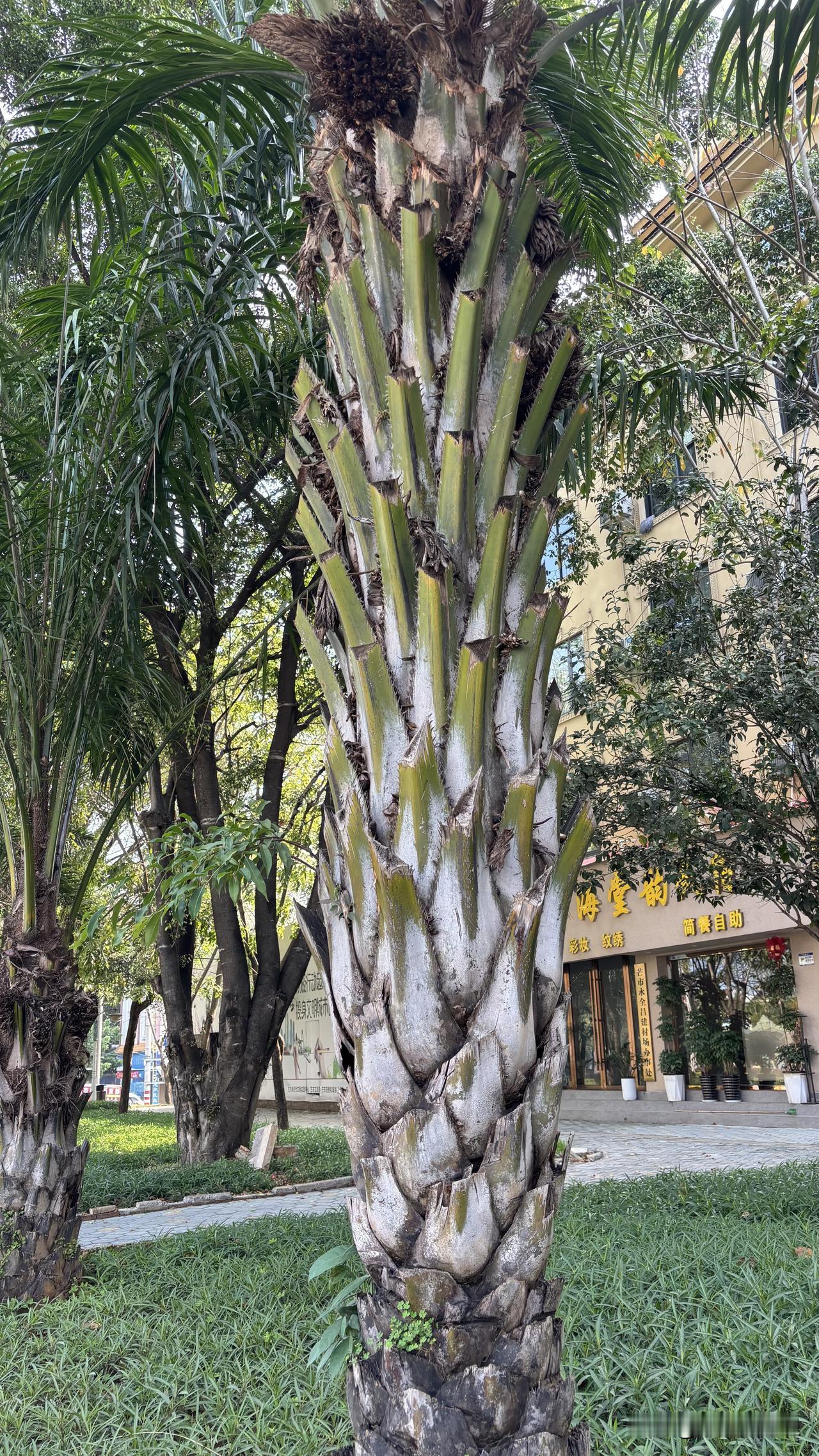 芒市给人的感觉是一个慢节奏的城市，接触到的人，不管是汉族还是少数民族都是乐呵呵的