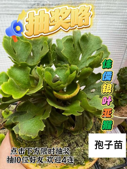 手慢无~侏儒银叶亚猴孢子苗免费送！