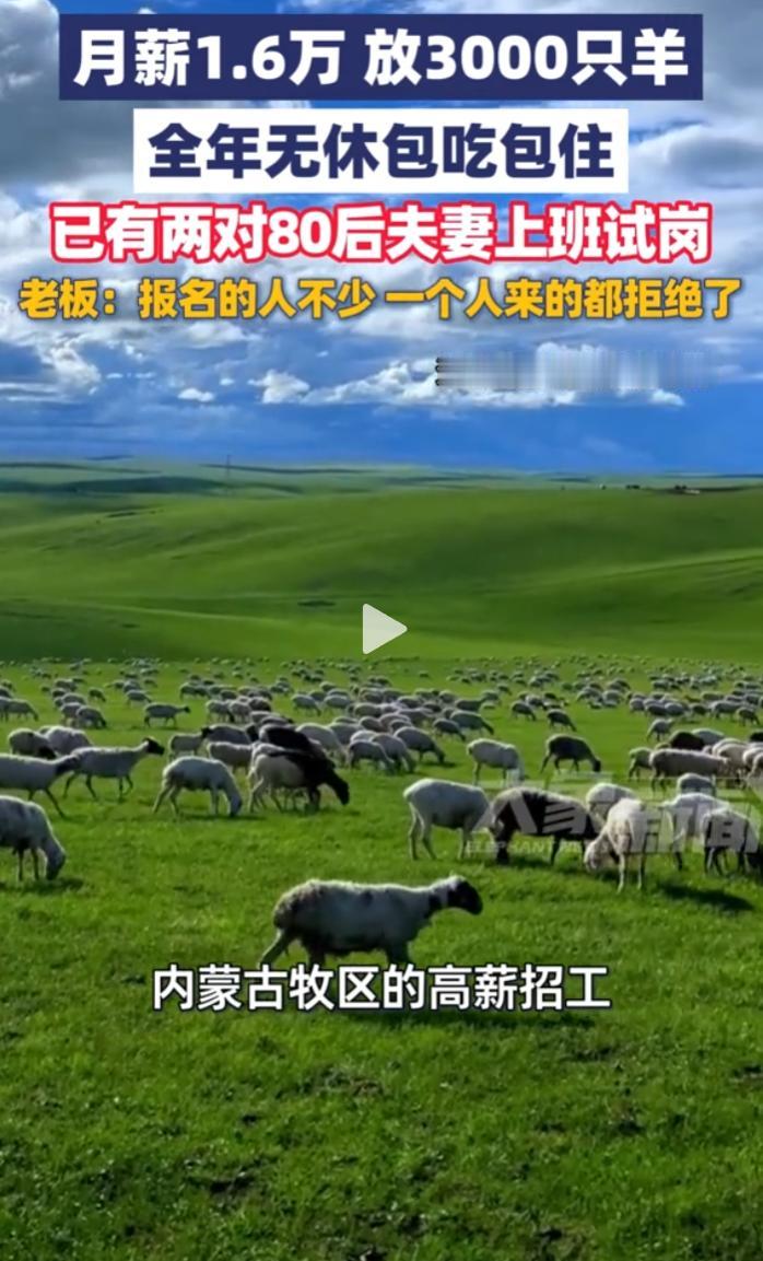 锡林浩特一老板招夫妻看3000只羊，年薪20万拒单人，两对夫妻正试岗。
 
截至