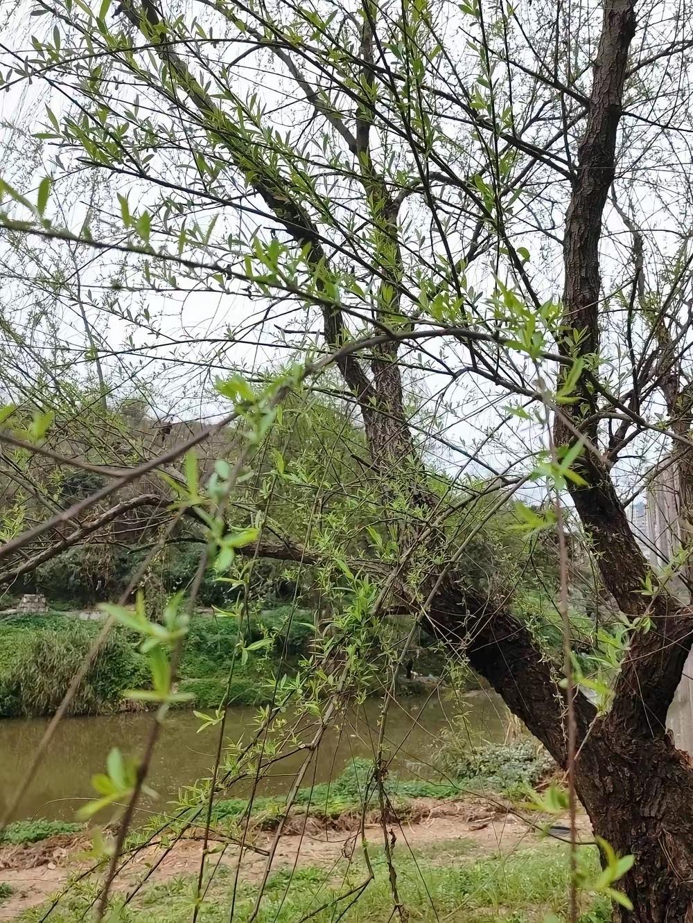 终于有人把生育率低的真相说出来了！
其实根本不是年轻人不想生，而是整个生育年龄被