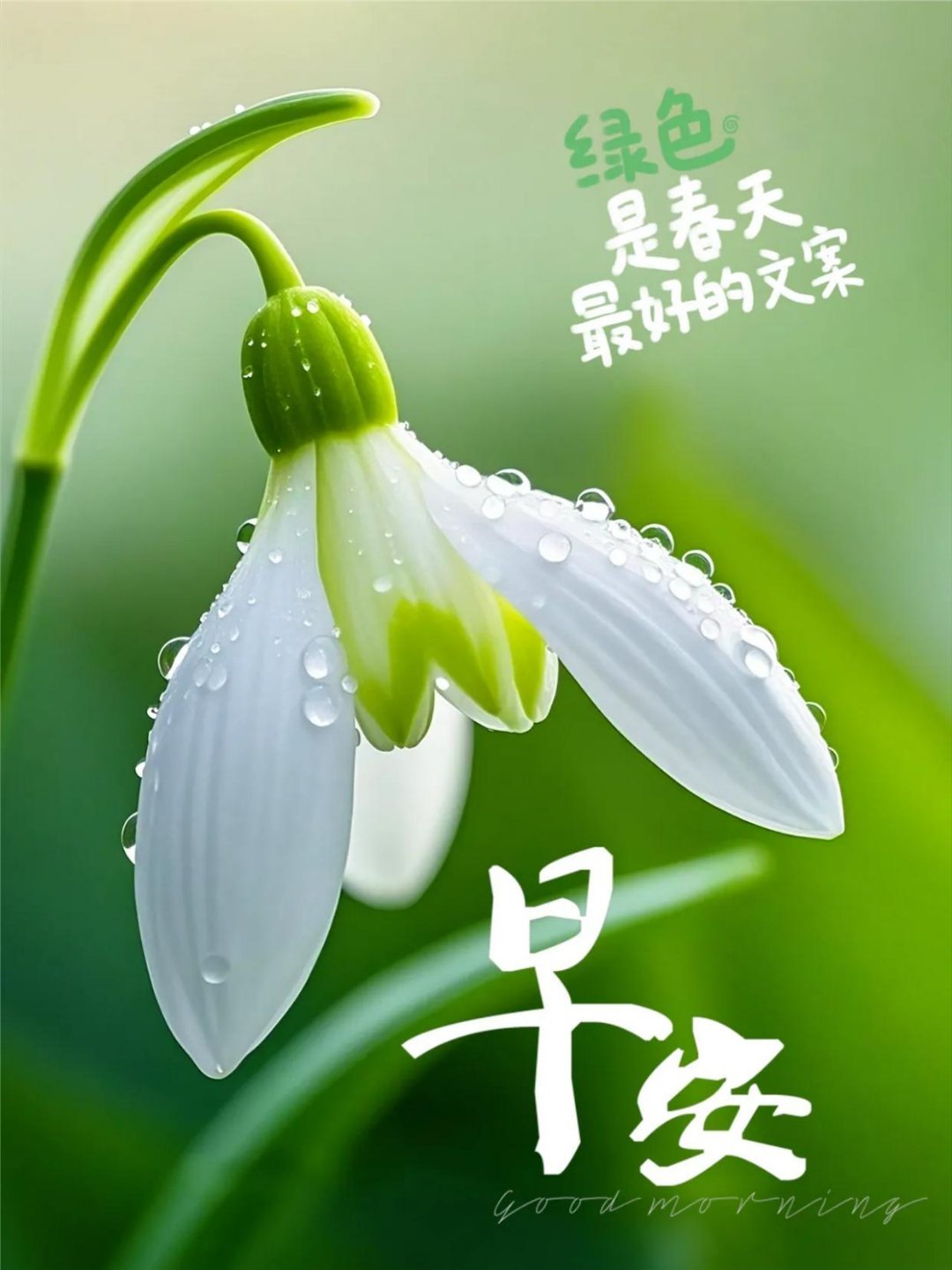 早安 微风捎去平安祝愿，阳光送来温暖关怀；愿你每天都有小欢喜，时刻都有好心情；生