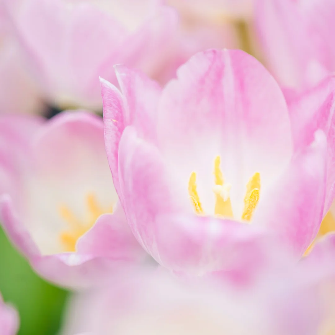都说春光二月花娇俏，其实在南粤的冬季，已经花海遍野。除了春节应景的大 红海 棠外