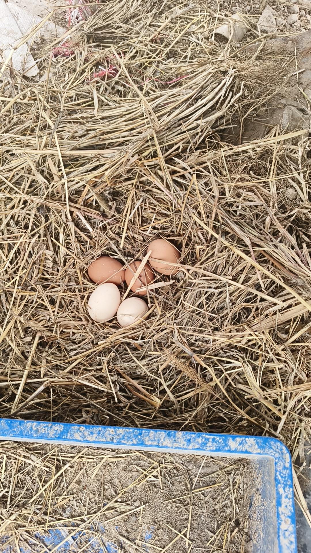 养鸡很辛苦，但是捡鸡蛋的快乐足以弥补一切，最近鸡很给力，每天可以捡五六个蛋，当然