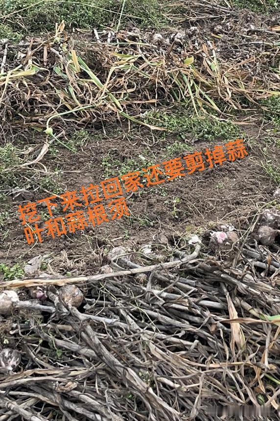 担心！也不知道我妈到我嫂子家没有？

下着雨，我不让去，非要去我嫂子家帮忙剪大蒜