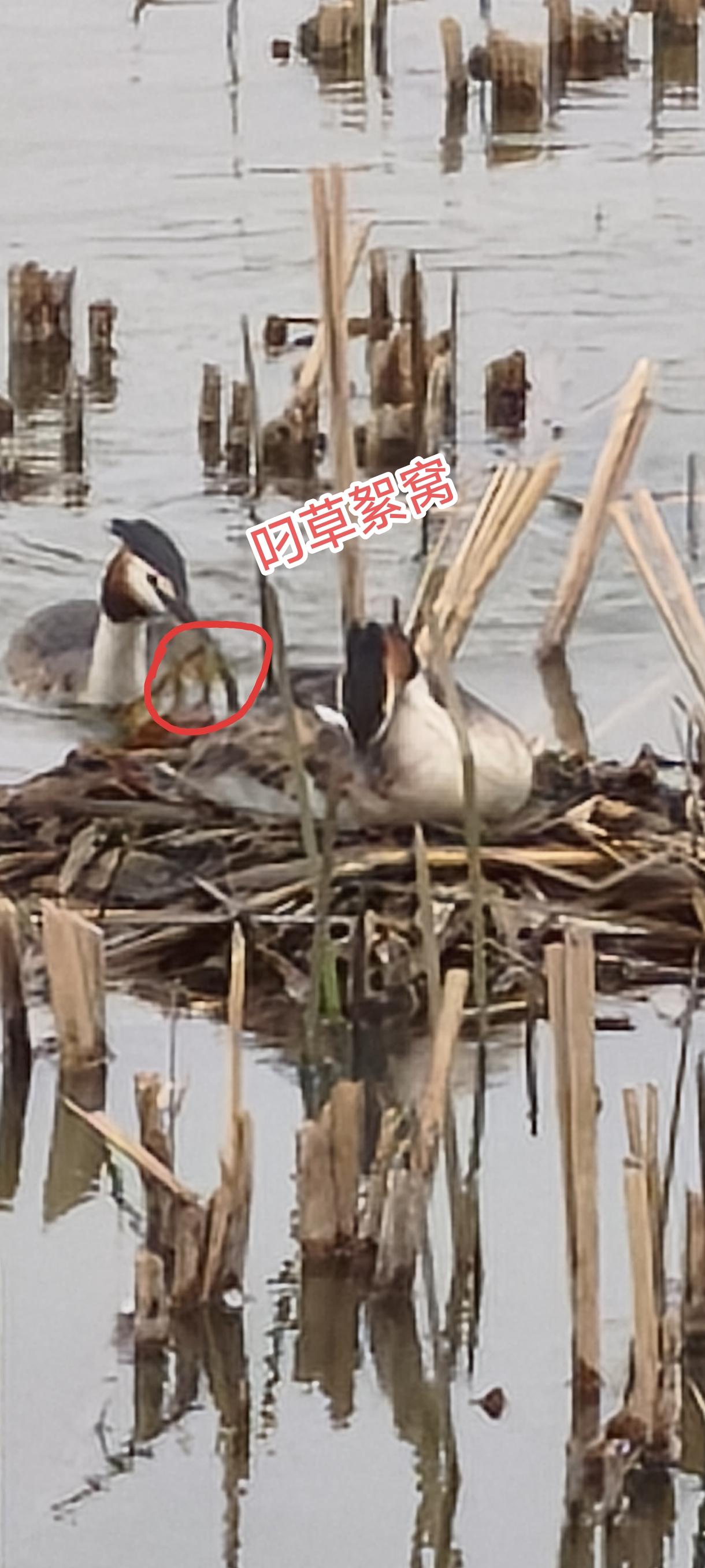 玉龙湖的这种水鸟也在居家过日子，它们堪称能工巧匠，竟然光靠一张嘴叼蒲草，就能在水