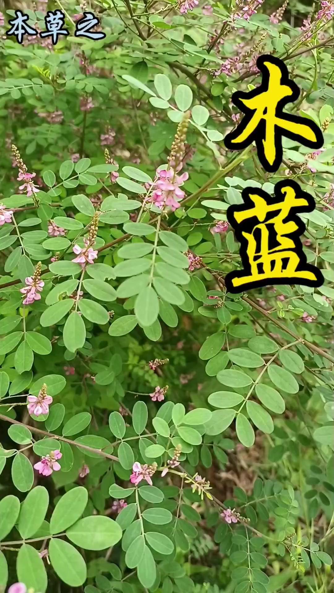 🌿小时候路边山坡上的粉红色小花，你还记得吗？它就是我们叫"豆星象"的木蓝，牛羊
