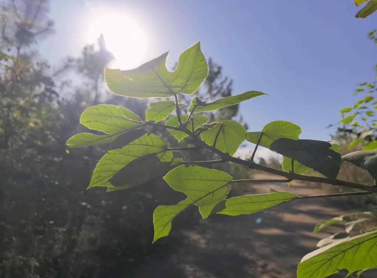 说出来不怕你们笑话，昨天夜里我做了个梦，梦见中小学教师职称直接按教龄晋升，梦里我