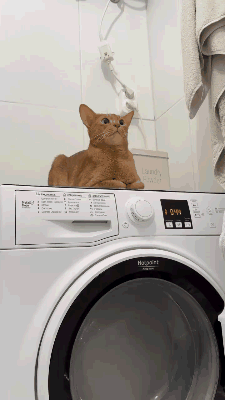 要是没有猫压着，这洗衣机自己就跑了！ 