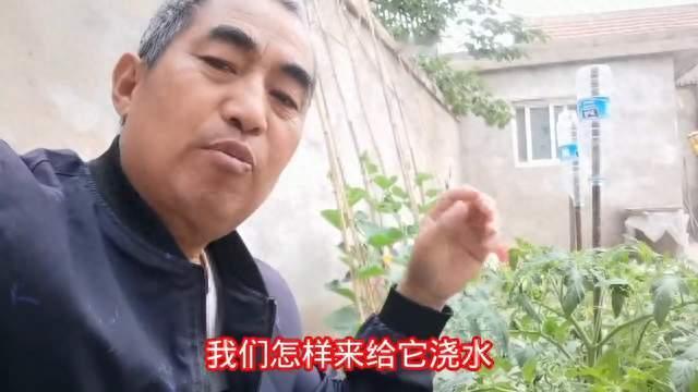 西红柿开花结果期，怎样给它浇水，这个很关键